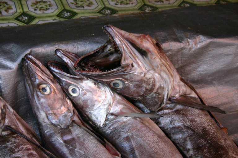 031219_P_Mo_032.JPG (156724 Byte)