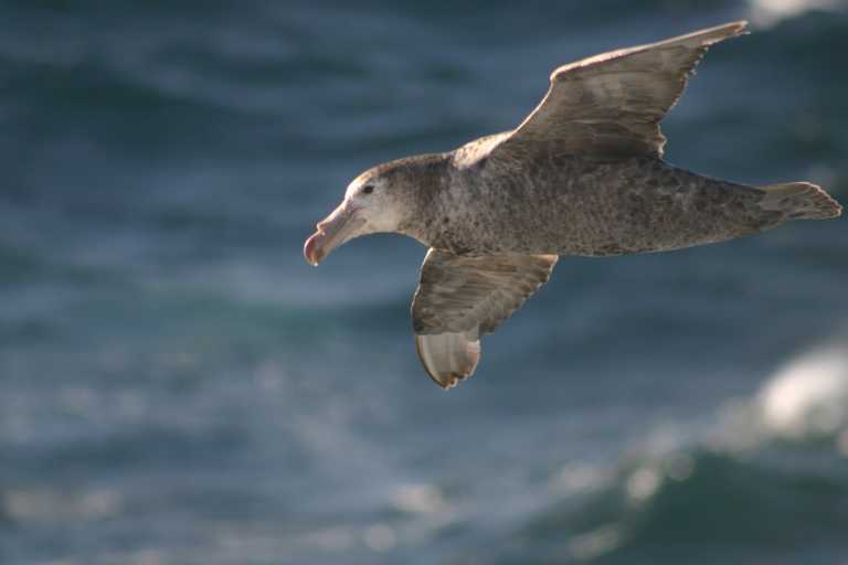 031225_K_Ho_077.JPG (17369 Byte)