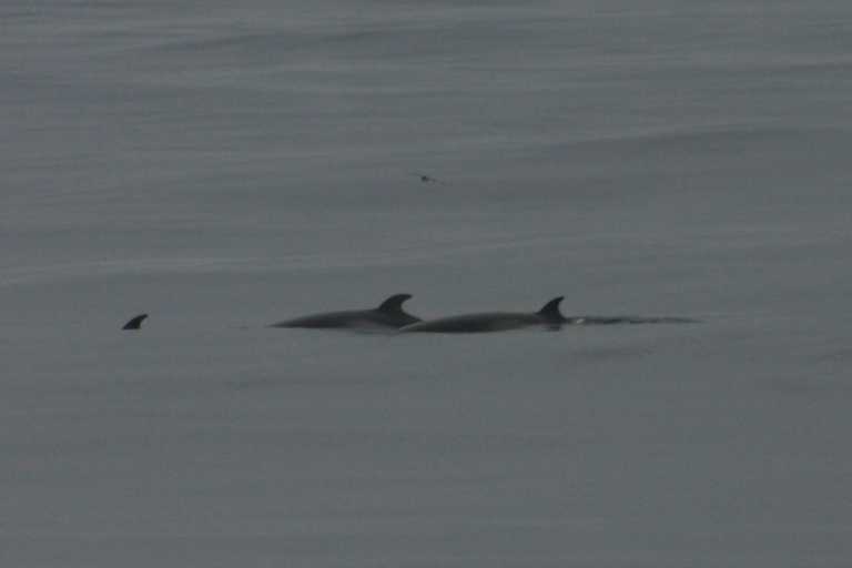 031226_D_Pa_020.JPG (10434 Byte)