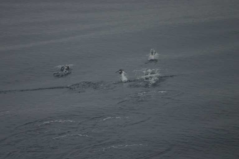 031226_D_Pa_021.JPG (18053 Byte)