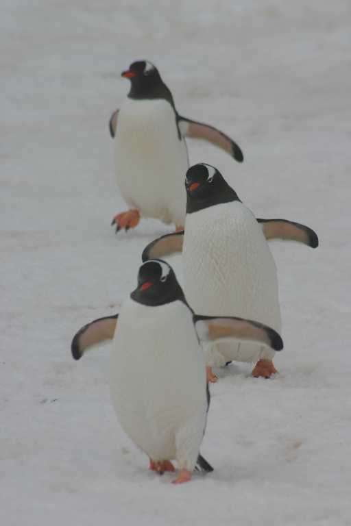 031227_yhdi_027.jpg (14118 Byte)