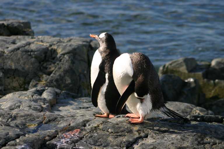 031229_phci_230.jpg (40161 Byte)