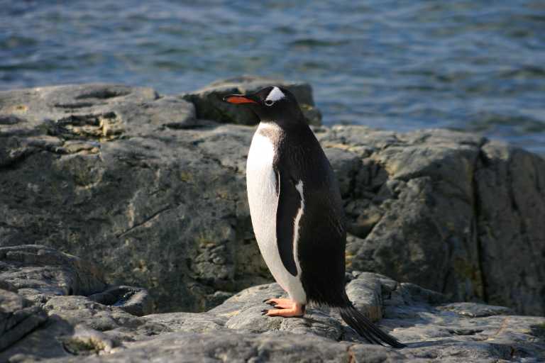 031229_phci_231.jpg (37577 Byte)