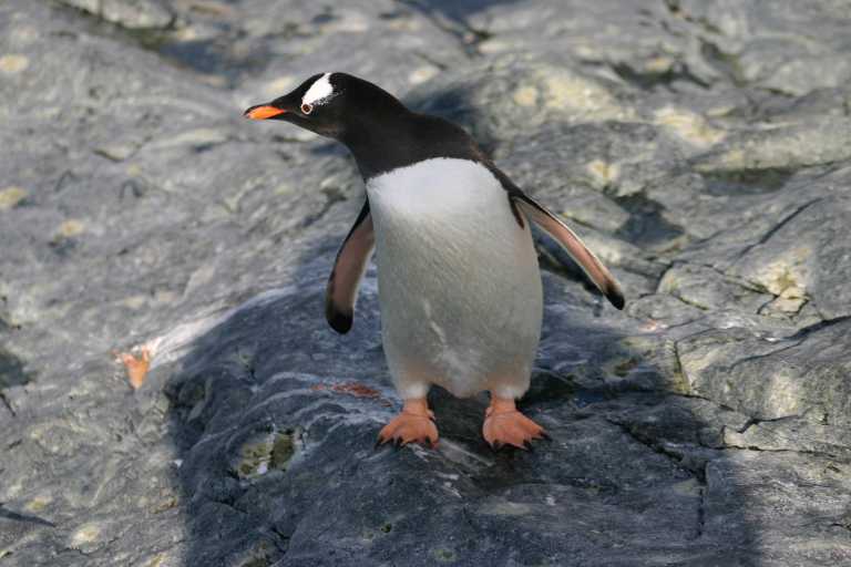 031229_phci_233.jpg (40718 Byte)