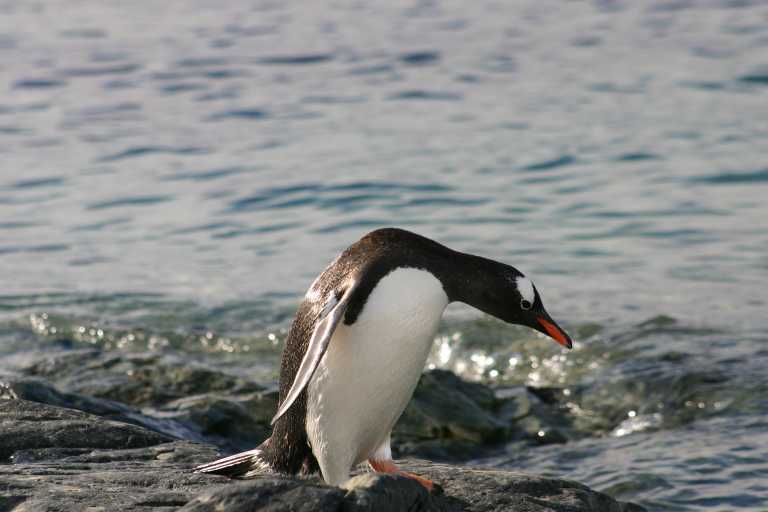 031229_phci_244.jpg (32525 Byte)