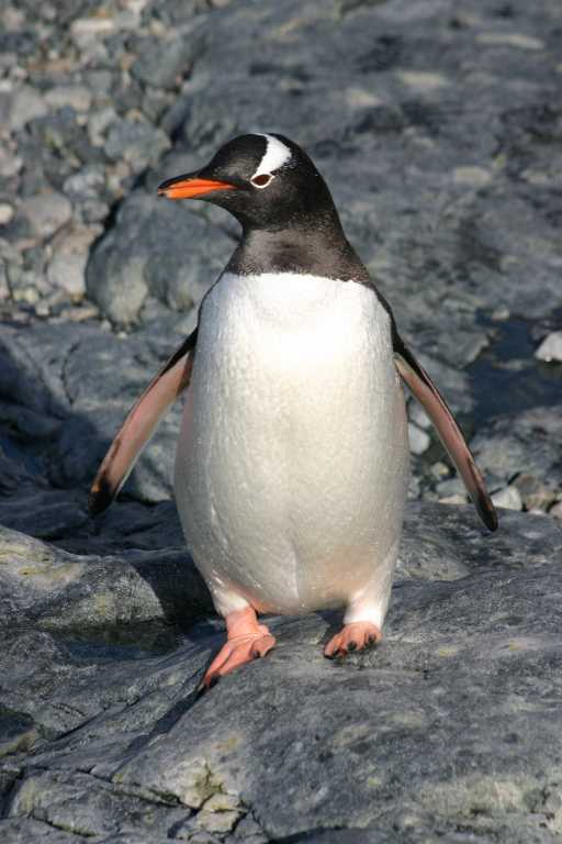 031229_phci_247.jpg (40360 Byte)