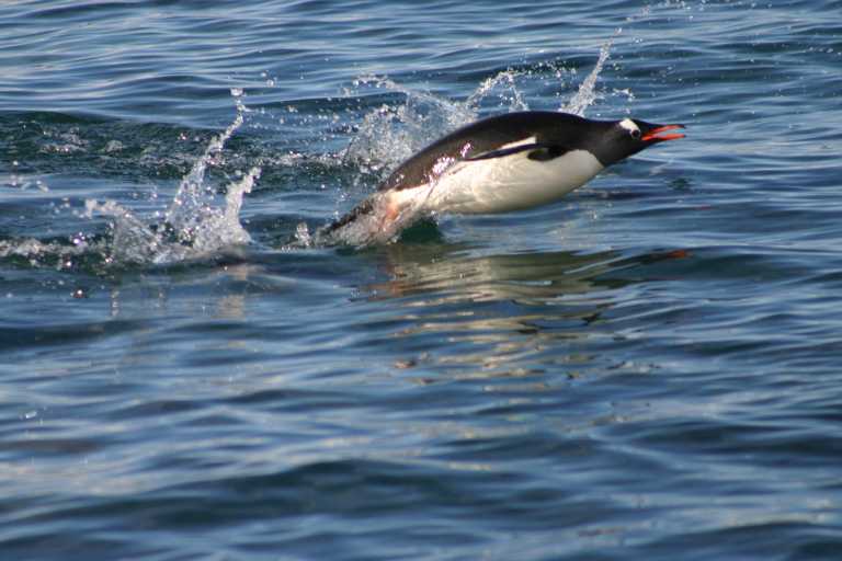 031229_phci_272.jpg (42314 Byte)