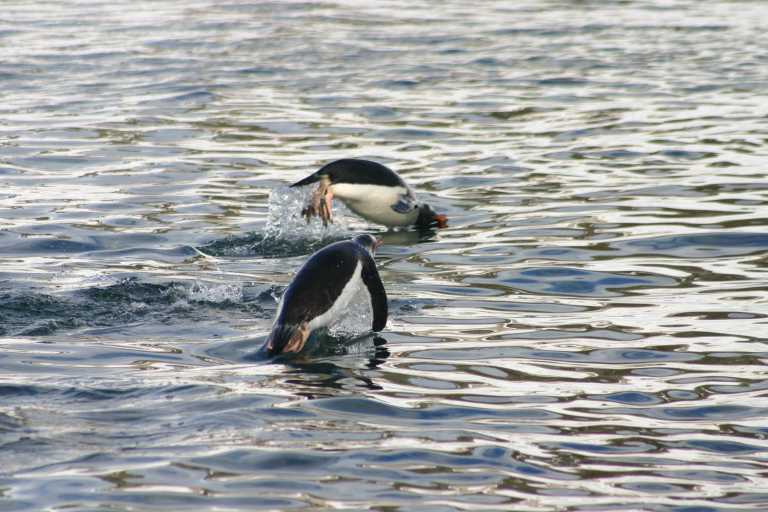 031229_phci_273.jpg (56502 Byte)