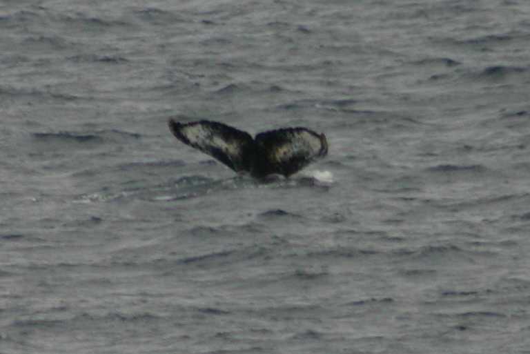 031230_hmkg_086.jpg (24952 Byte)