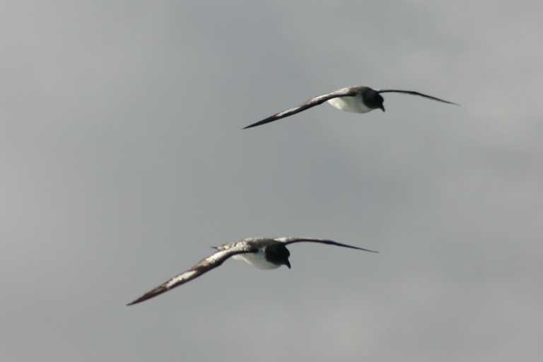 040101_D_Pa_001.JPG (9491 Byte)