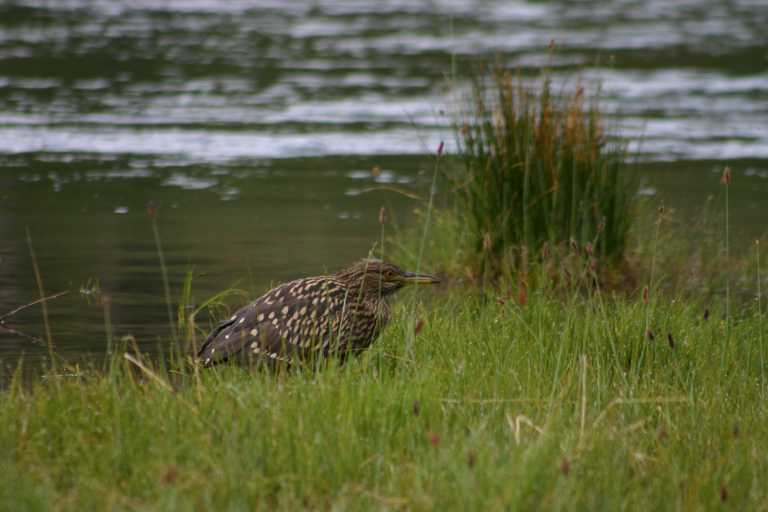 040102_Ushu_040.JPG (33504 Byte)