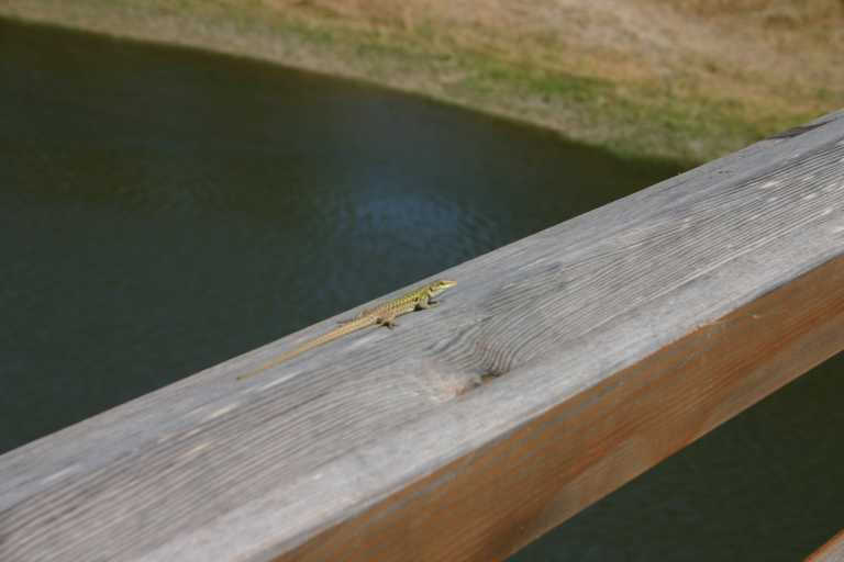 040609_oist_010.jpg (23083 Byte)