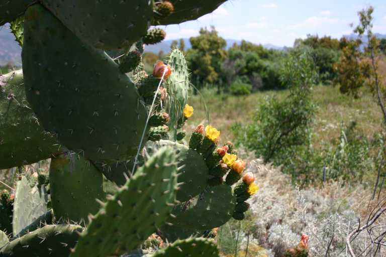 040610_VaBa_004.JPG (44282 Byte)