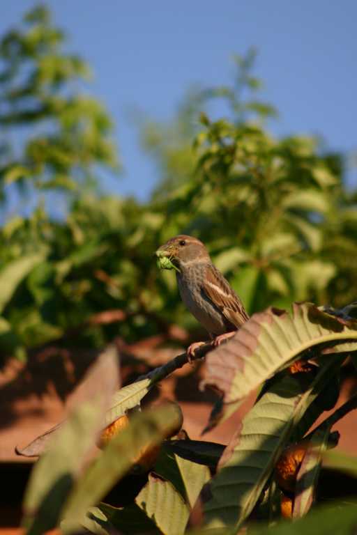 040610_VaBa_013.JPG (28498 Byte)