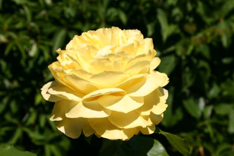 040618_SaRu_001.JPG (28602 Byte)