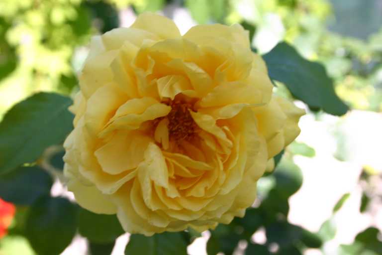 040618_SaRu_003.JPG (24736 Byte)