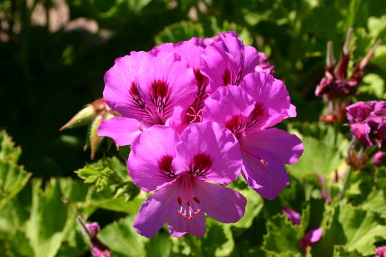 040618_SaRu_005.JPG (38006 Byte)