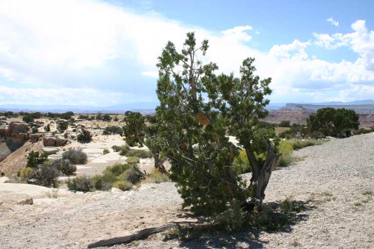 040910_CLGR_003.JPG (62861 Byte)