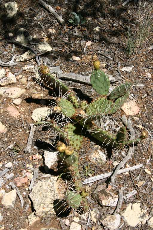 040921_GCNP_028.JPG (104566 Byte)