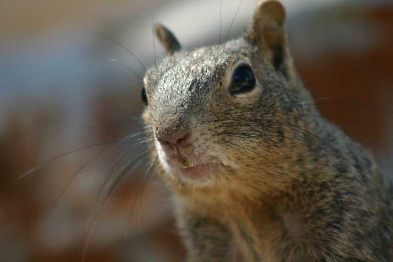 040921_GCNP_035.JPG (30525 Byte)