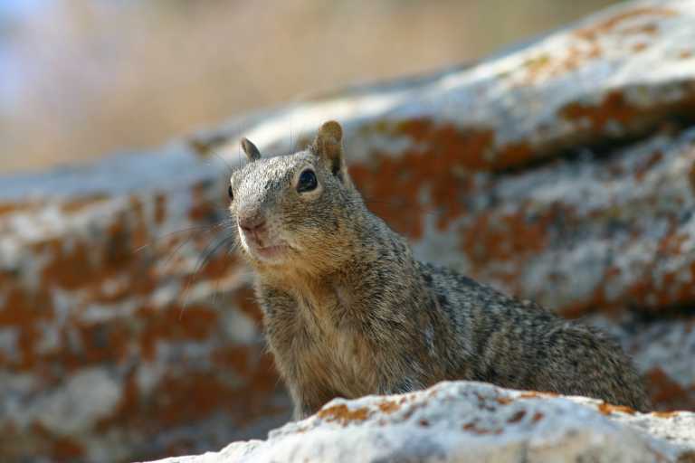 040921_GCNP_036.JPG (37855 Byte)