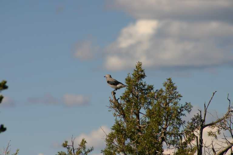 040921_GCNP_047.JPG (35437 Byte)