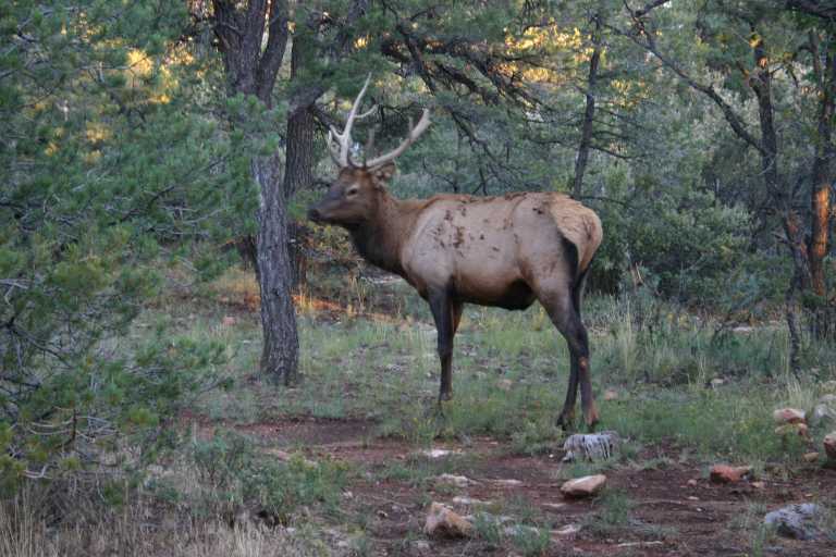 040921_GCNP_060.JPG (66449 Byte)