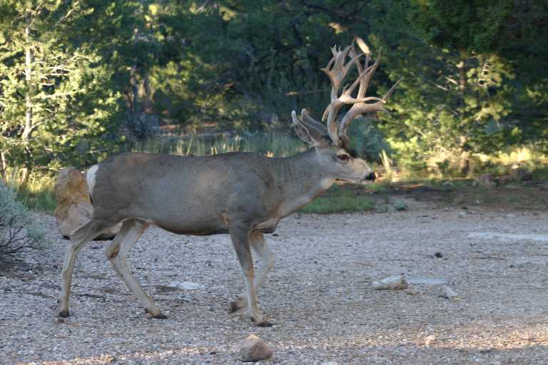 040922_GCLH_004.JPG (68521 Byte)