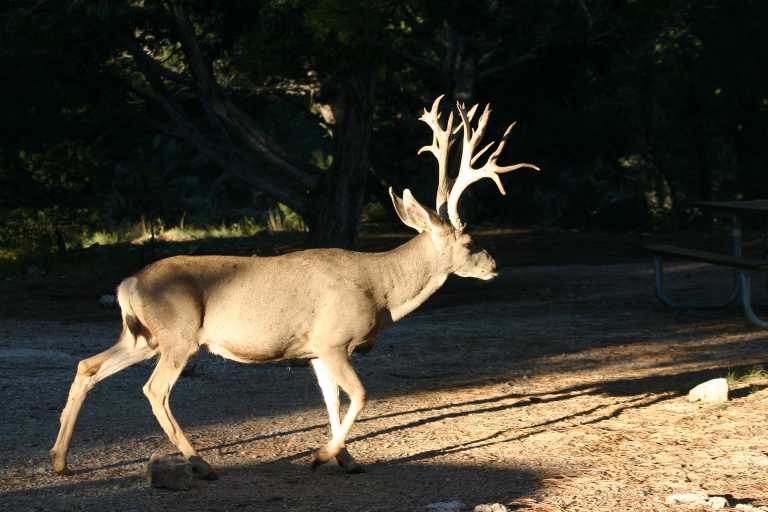 040922_GCLH_005.JPG (50599 Byte)