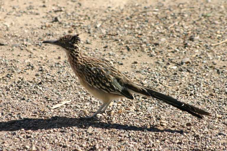 040922_GCLH_007.JPG (93541 Byte)