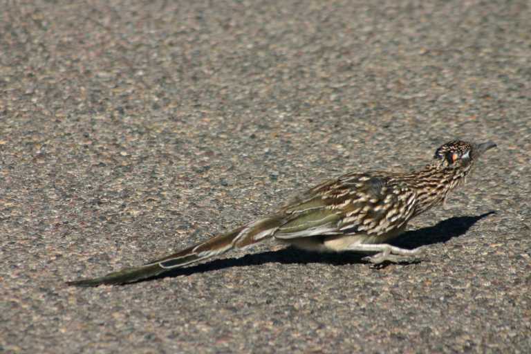 040922_GCLH_008.JPG (64565 Byte)