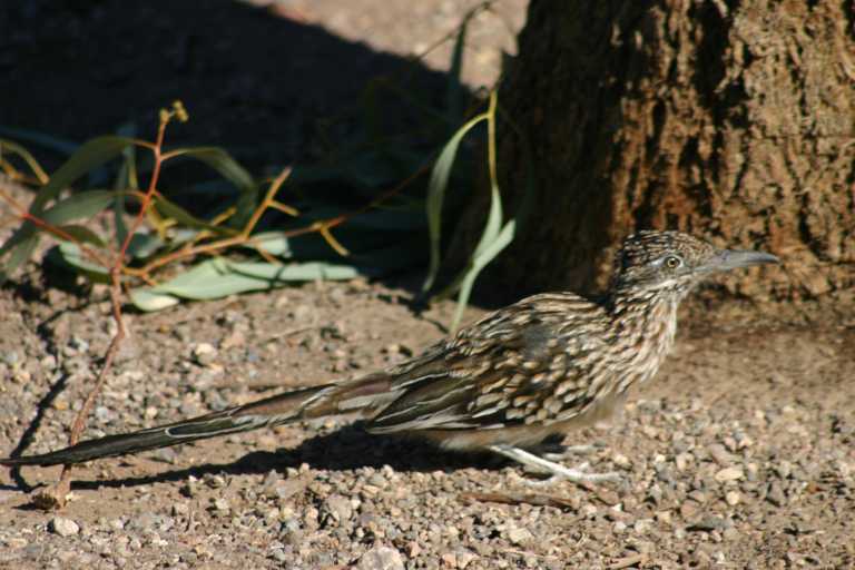 040922_GCLH_009.JPG (63510 Byte)