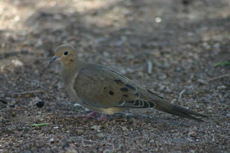 040922_GCLH_011.JPG (43525 Byte)