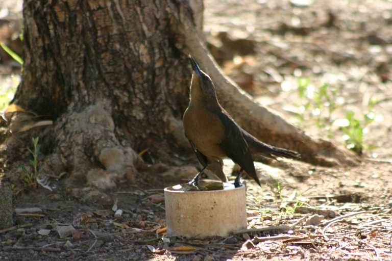 040922_GCLH_015.JPG (57062 Byte)