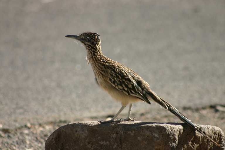 040922_GCLH_021.JPG (31536 Byte)