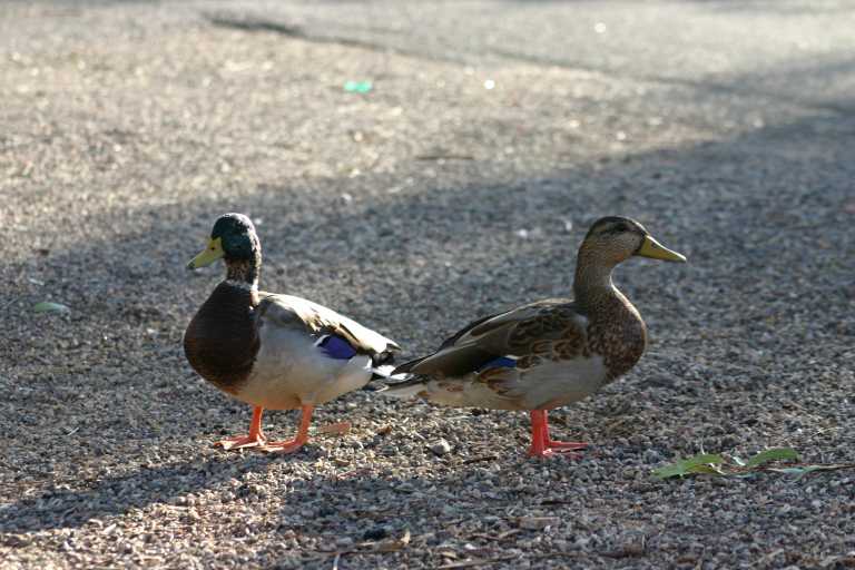 040923_LAHA_003.JPG (64609 Byte)