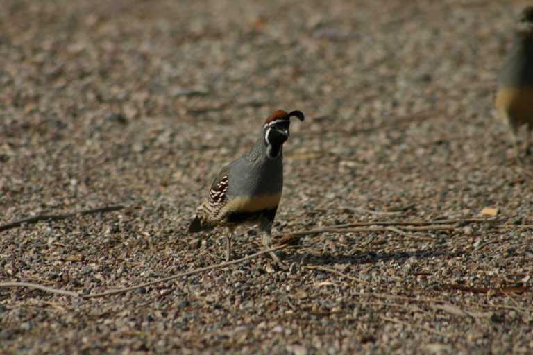 040923_LAHA_013.JPG (56213 Byte)