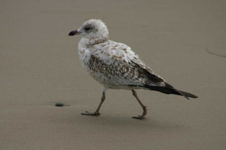 040929_LCCA_022.JPG (21086 Byte)